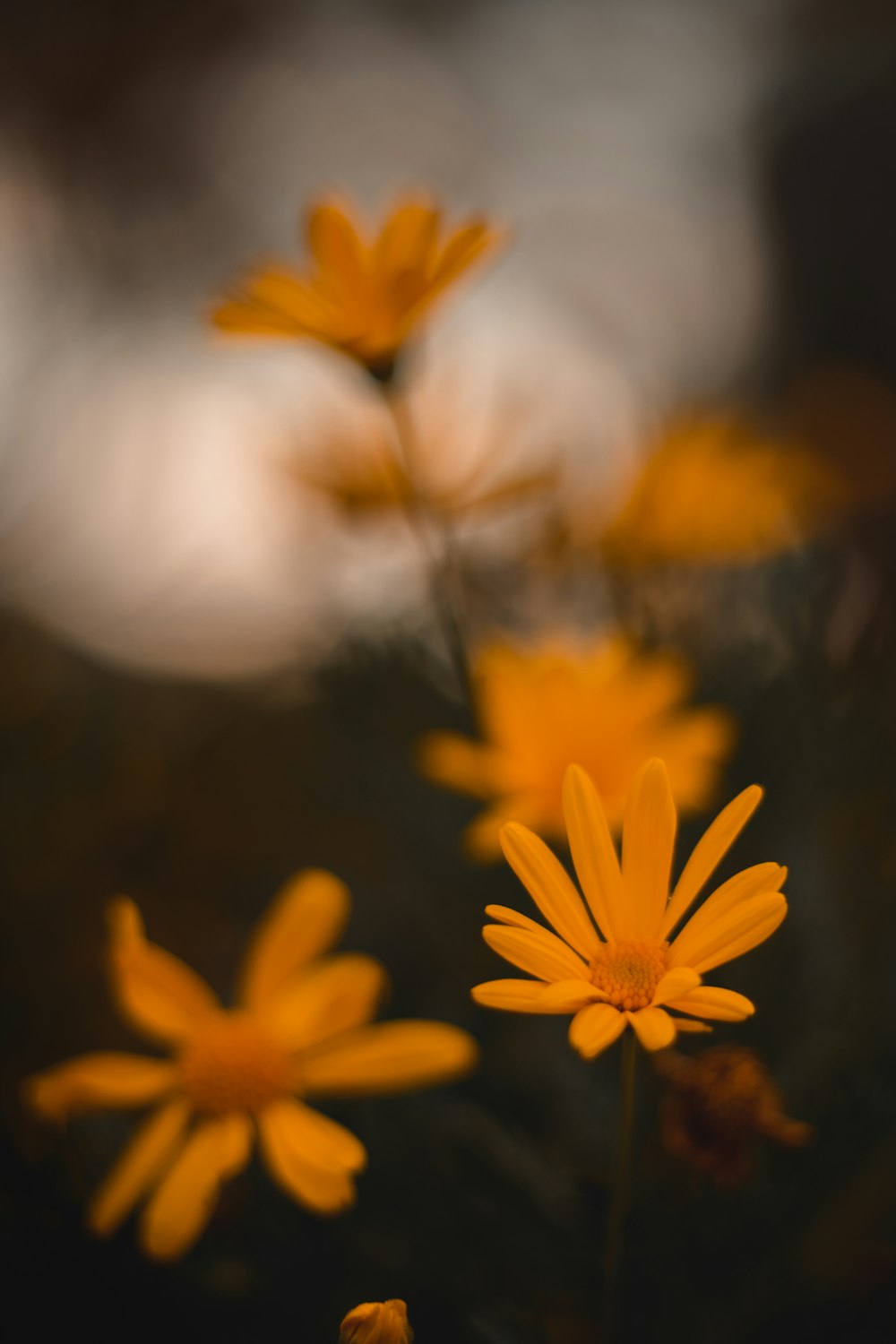 margherita gialla in fiore durante il giorno