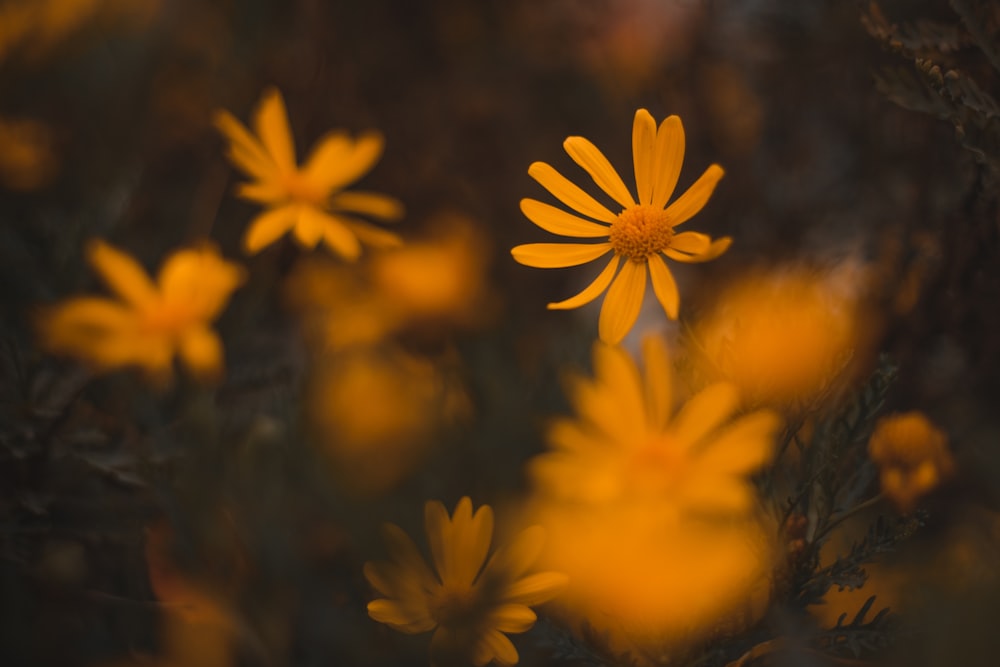 yellow flower in tilt shift lens