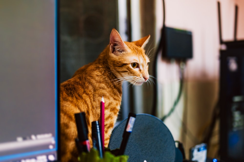 orange tabby cat on chair