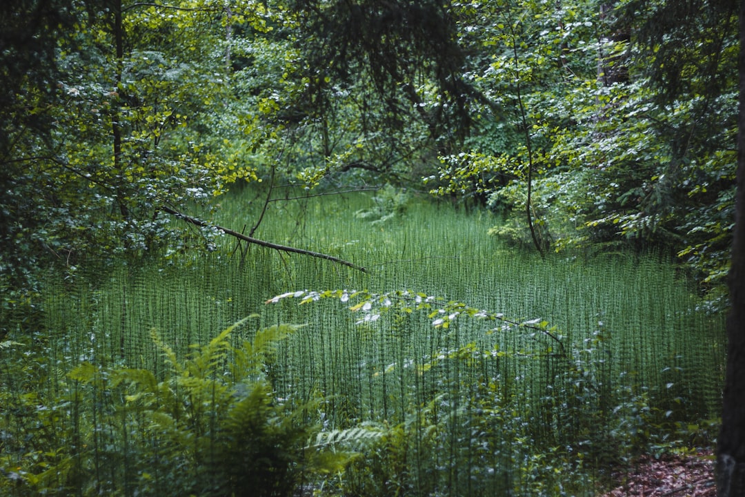 green trees and plants during daytime