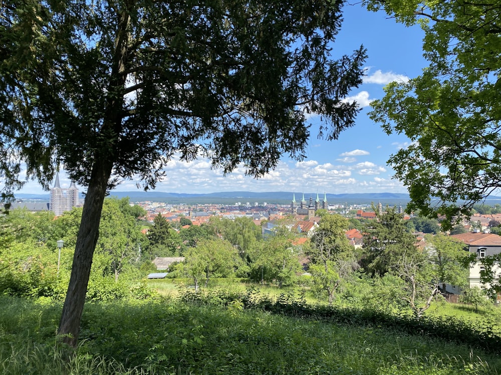 green grass field near body of water during daytime