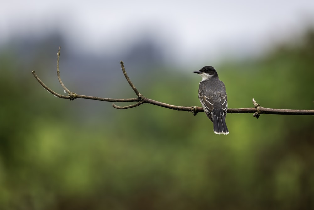 black bird on brown tree branch