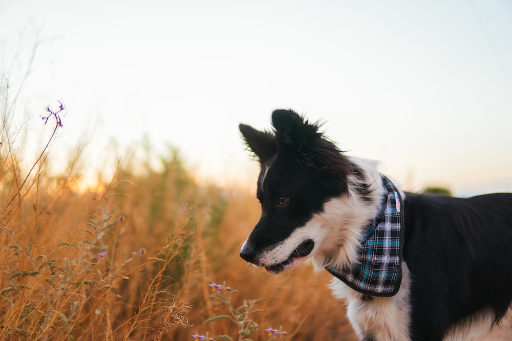black and white border collie on brown grass field during daytime