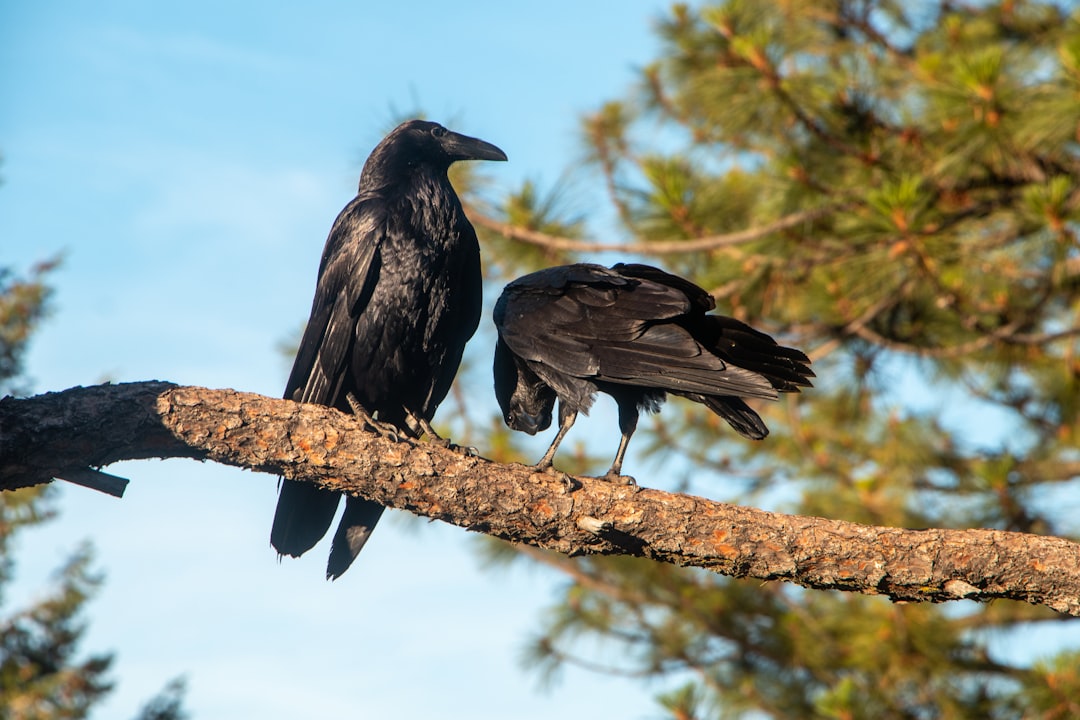 black crow on brown tree branch during daytime