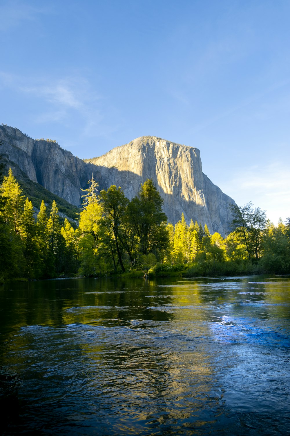 arbres verts près d’un plan d’eau pendant la journée