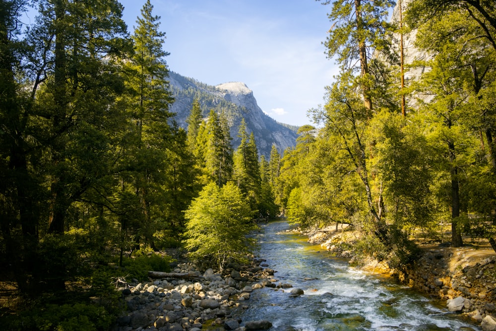 arbres verts près de la rivière pendant la journée