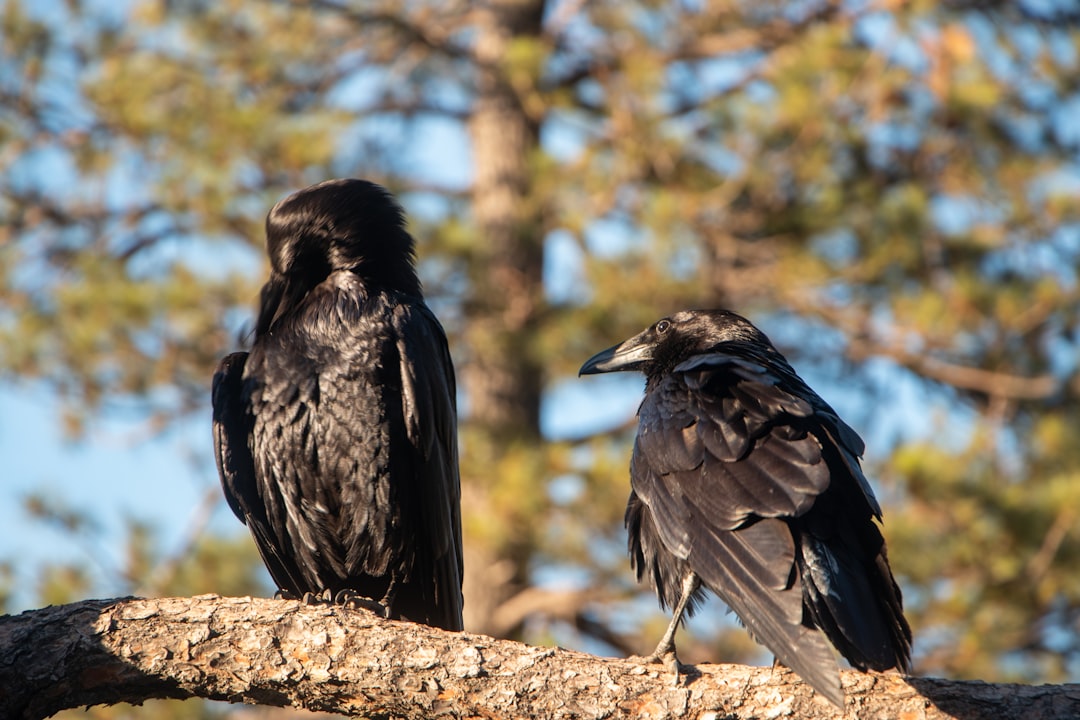 black bird on brown tree branch during daytime