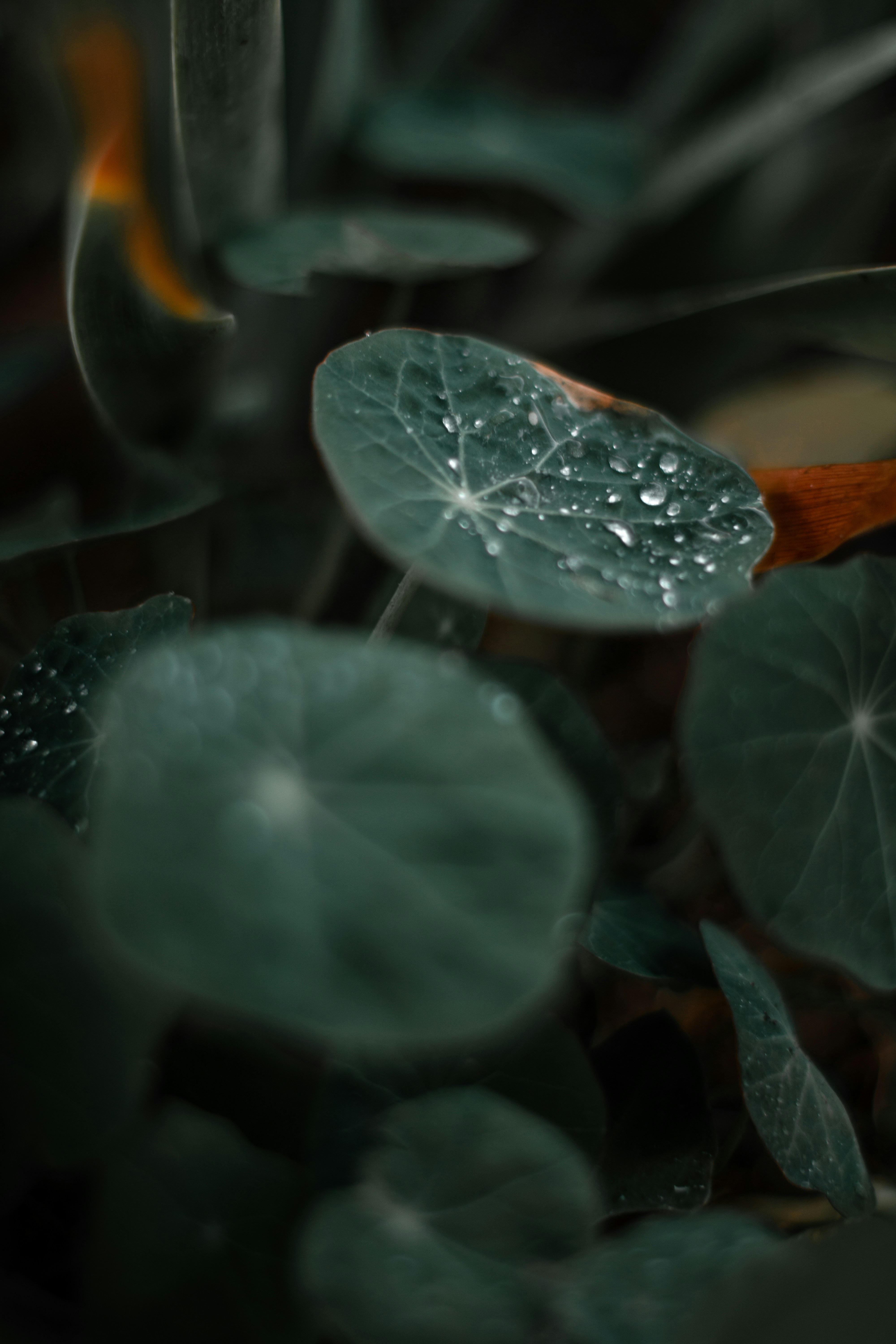 green leaves with water droplets