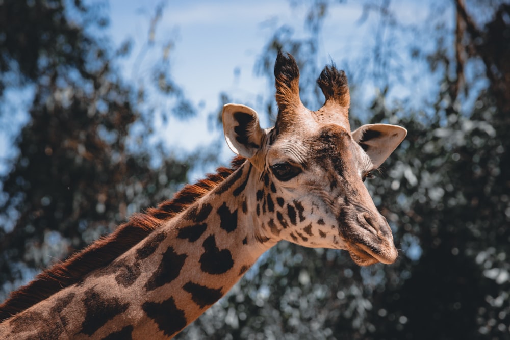 brown giraffe in close up photography