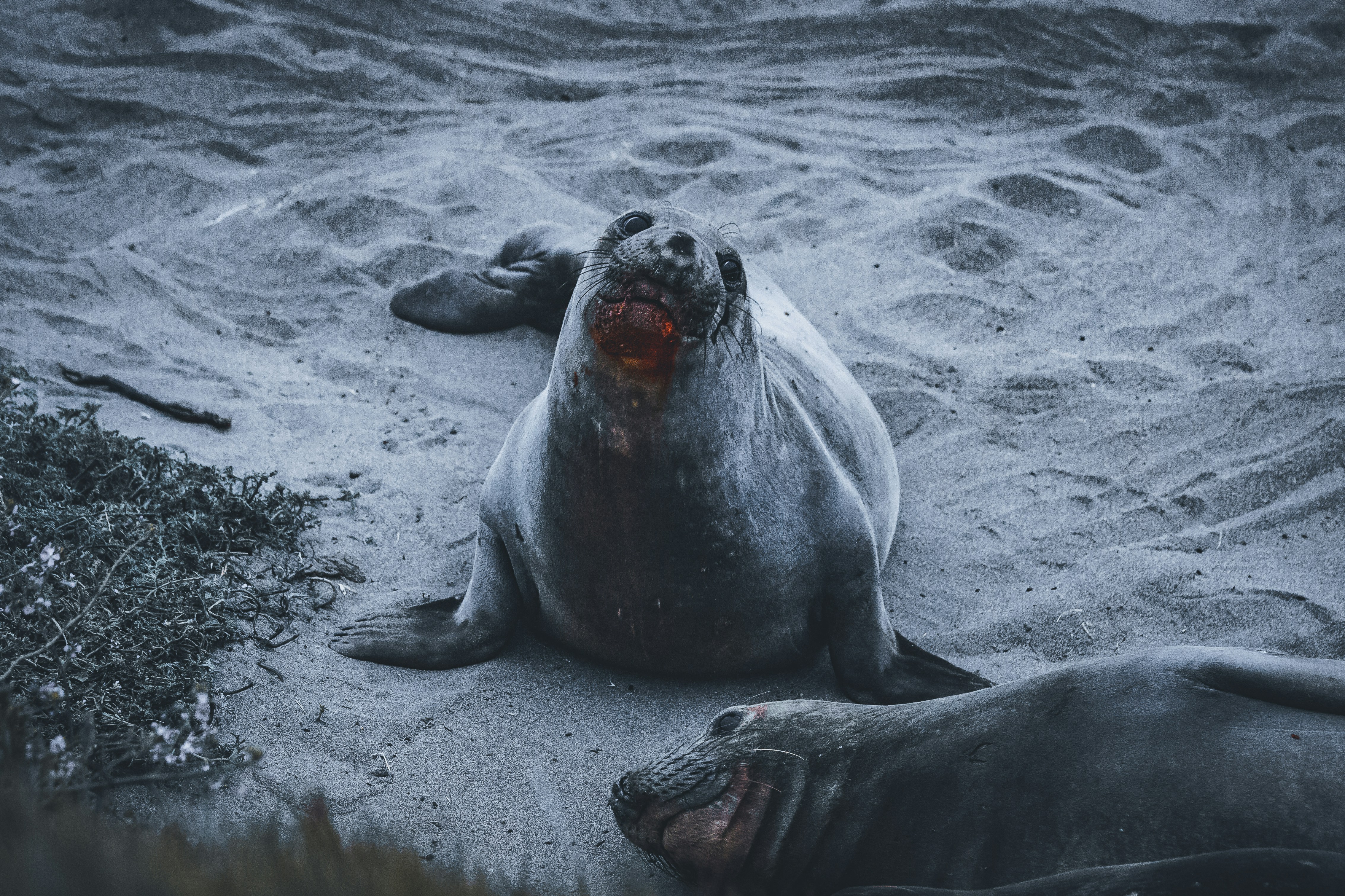 Sea lion on beach