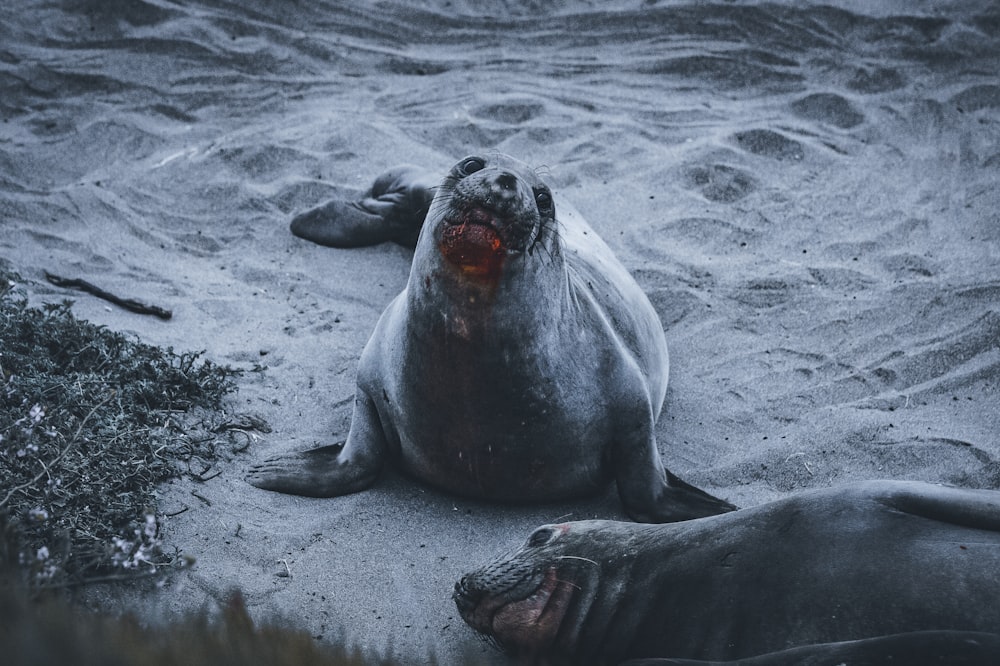 sea lion on white sand during daytime