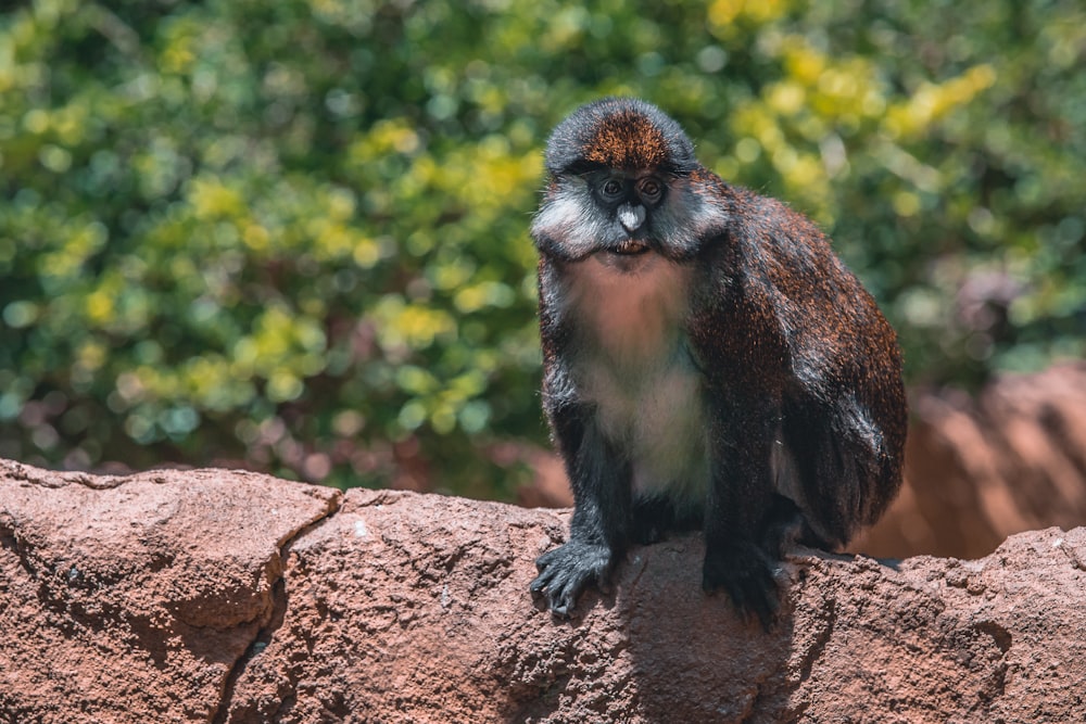black and white monkey on brown rock during daytime