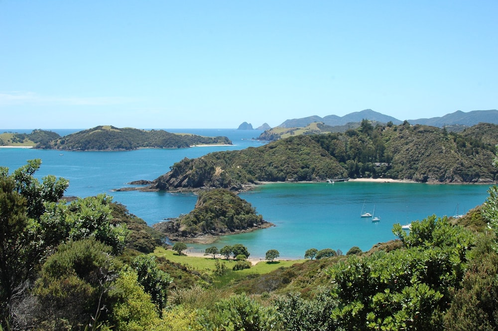 green trees near blue sea under blue sky during daytime