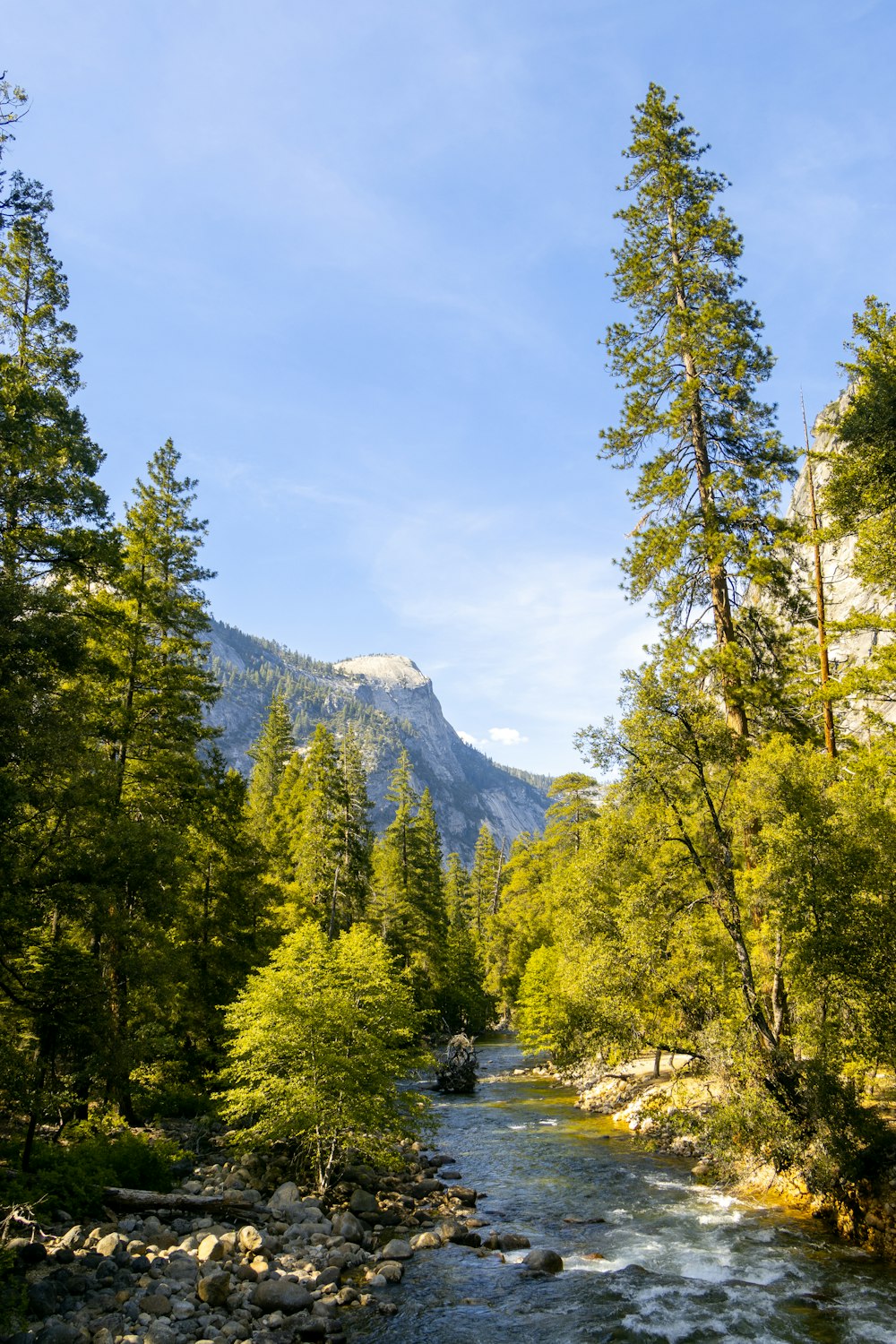 Grüne Bäume in der Nähe von Bergen unter blauem Himmel tagsüber