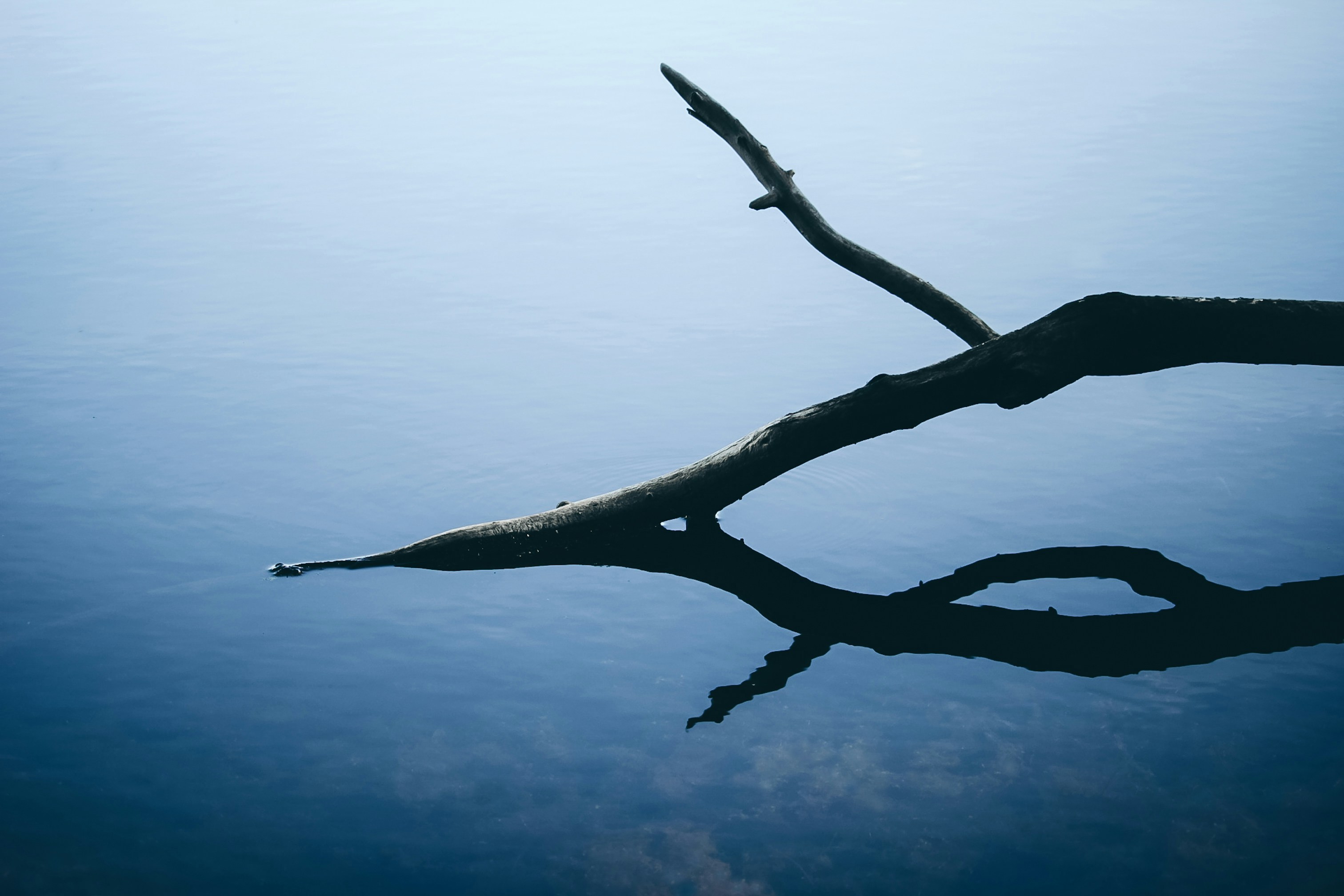 Photo by californong