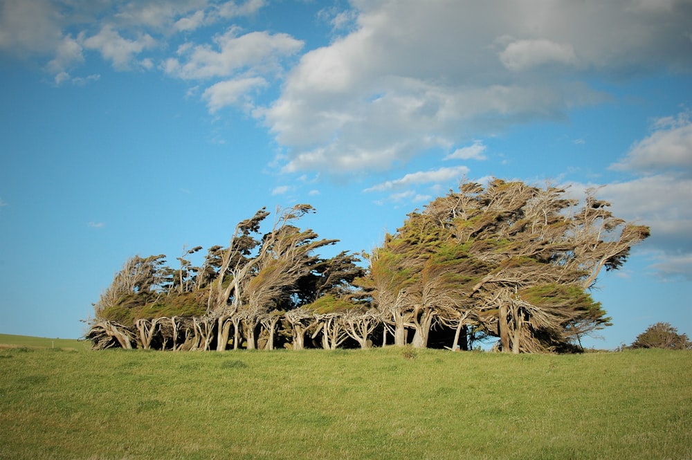 staccionata di legno marrone sul campo di erba verde sotto il cielo blu durante il giorno