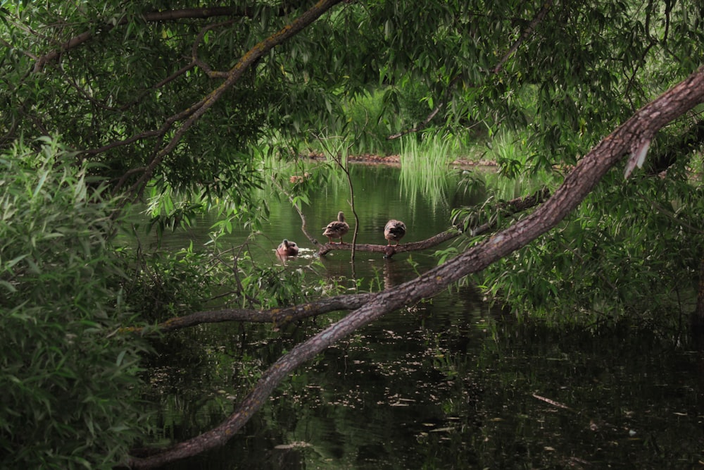 brown and white duck on body of water during daytime