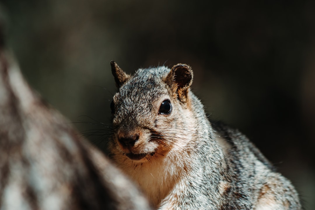 brown and gray squirrel on gray rock