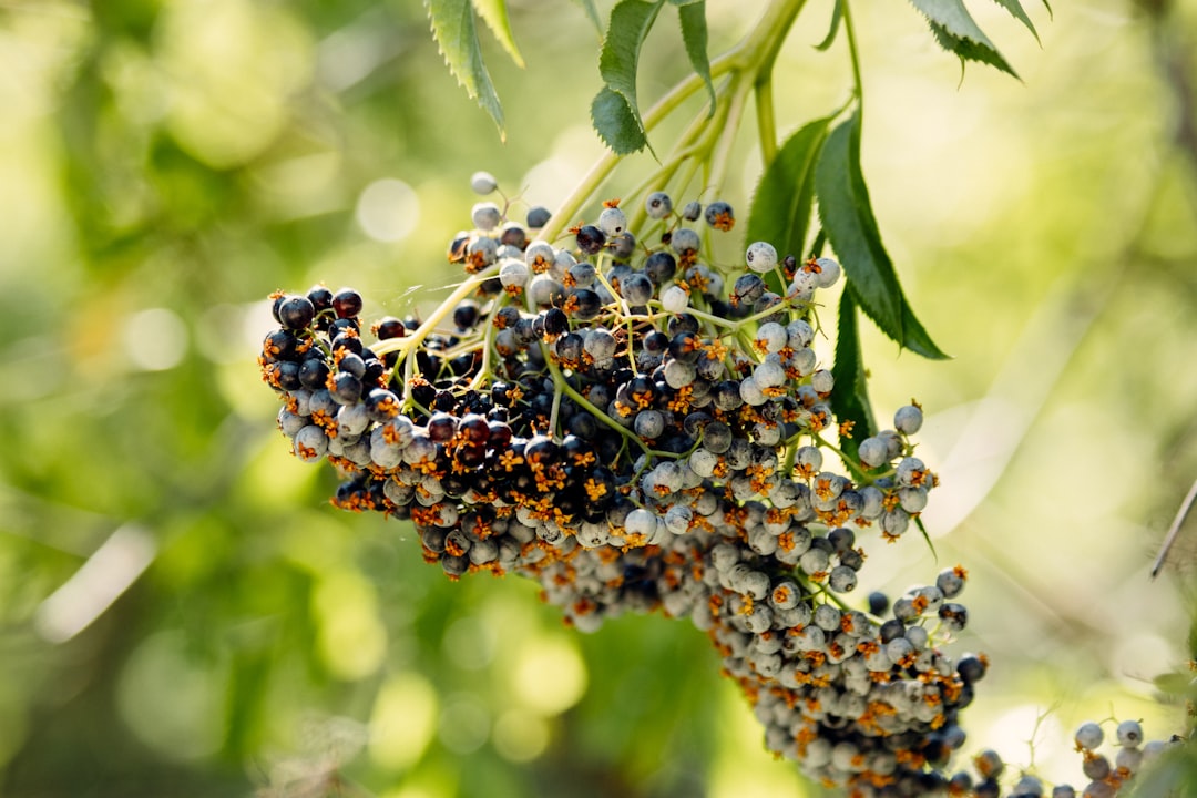 brown and black round fruits