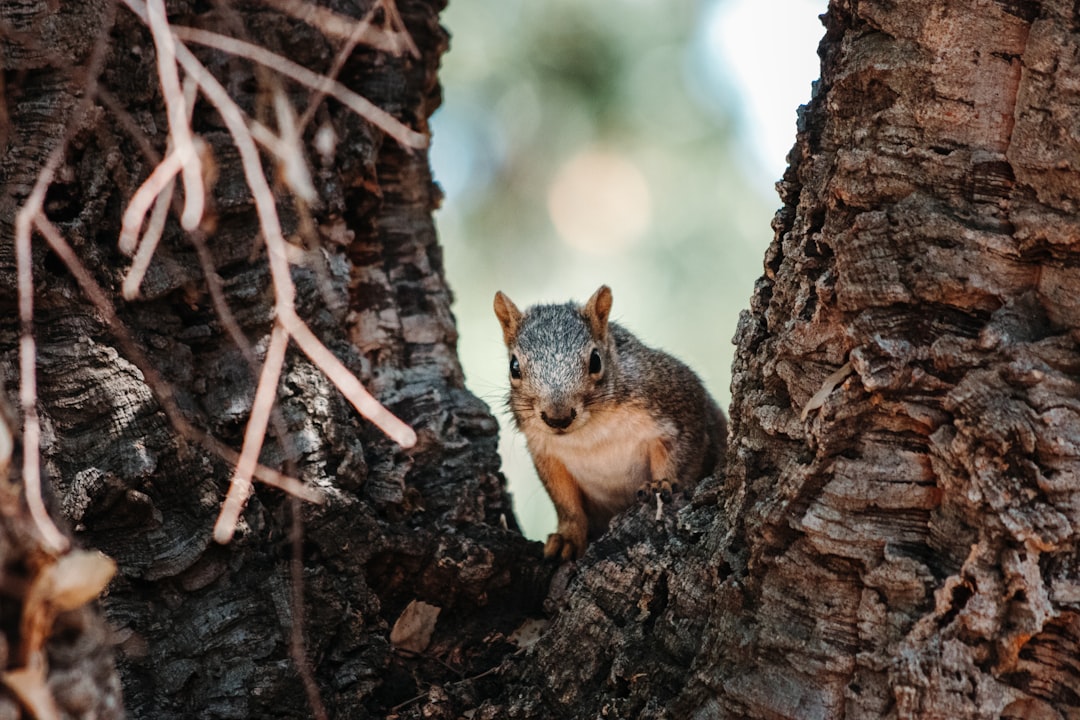 gray squirrel on brown tree branch during daytime