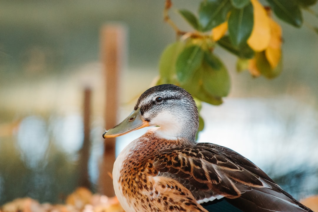 brown and white duck in tilt shift lens