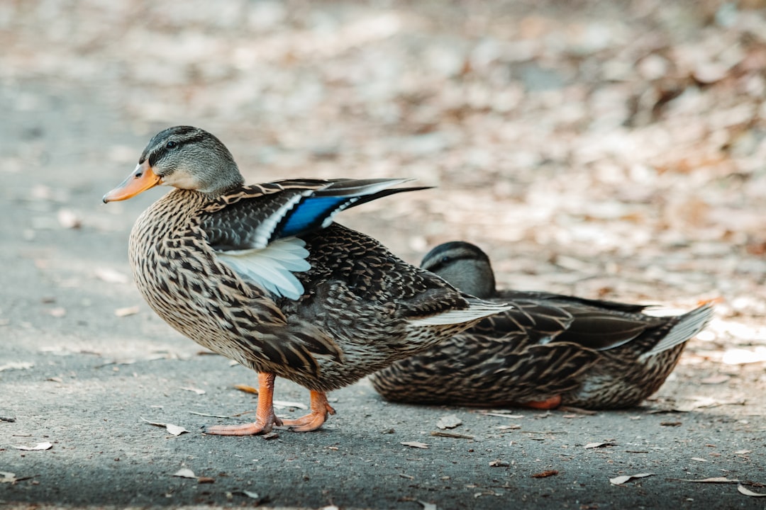 brown and black duck on gray concrete floor during daytime