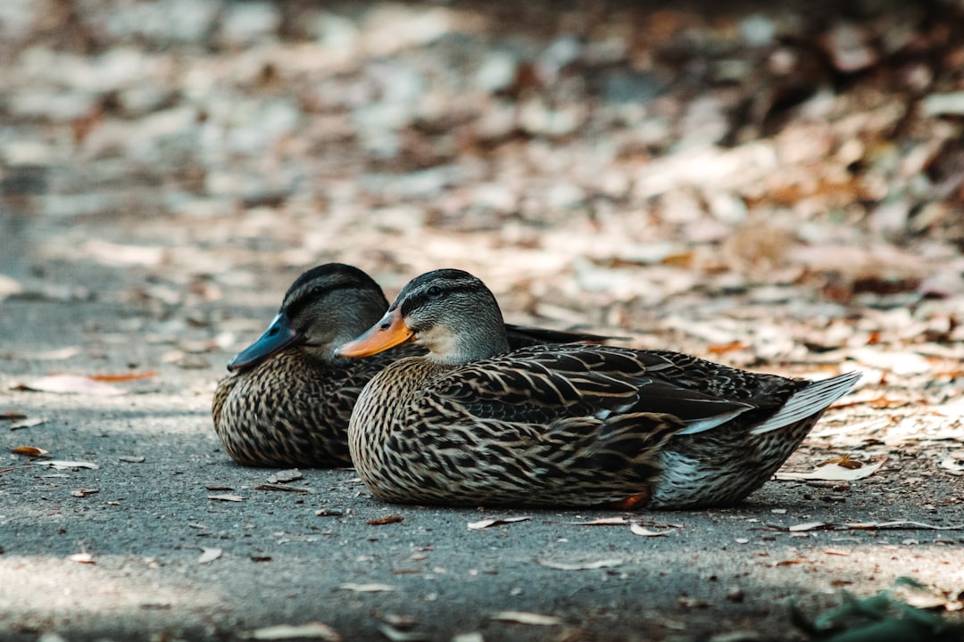 brown and black duck on gray concrete floor during daytime