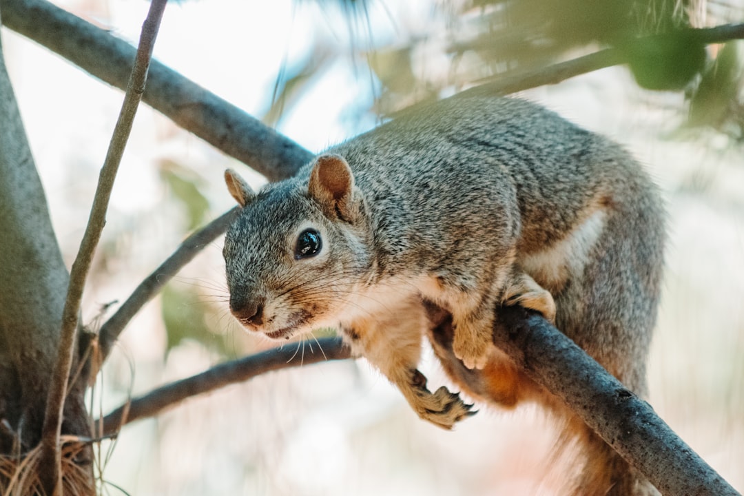 brown squirrel on gray metal fence during daytime