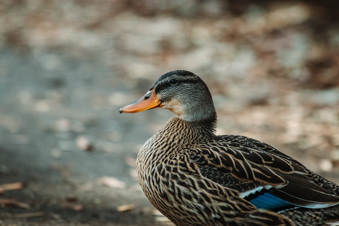 brown duck walking on brown soil during daytime