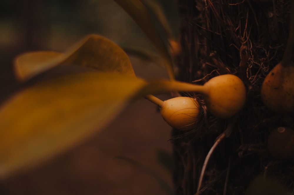 yellow flower bud in close up photography