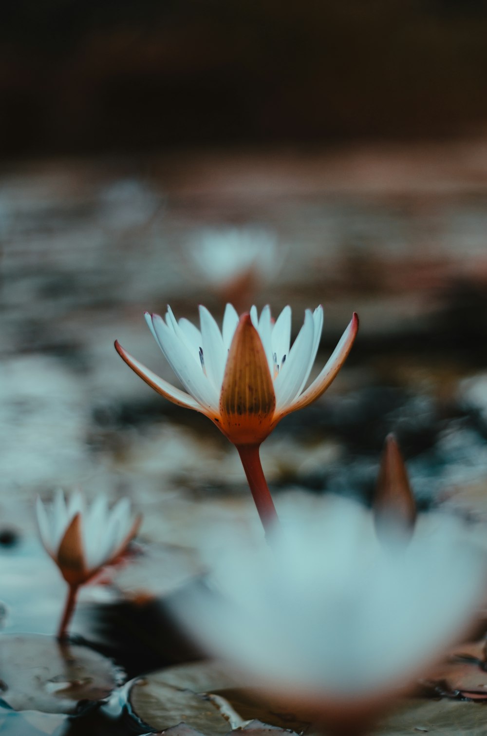 white and orange flower in tilt shift lens