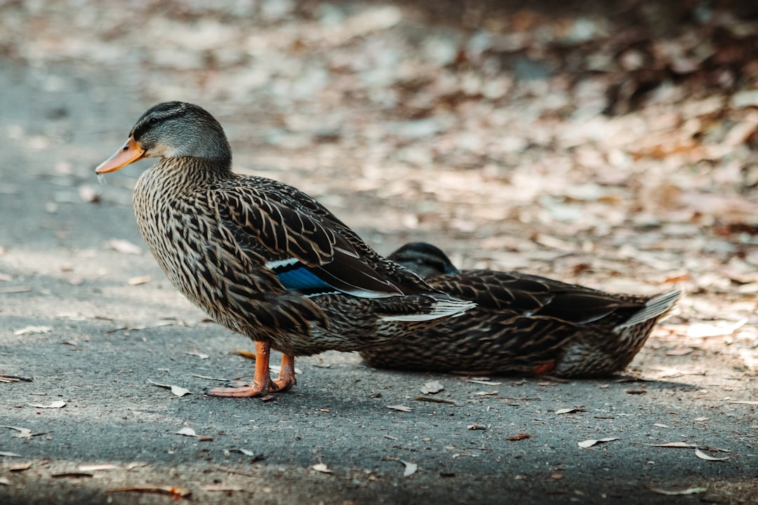 brown and black duck on gray concrete floor during daytime