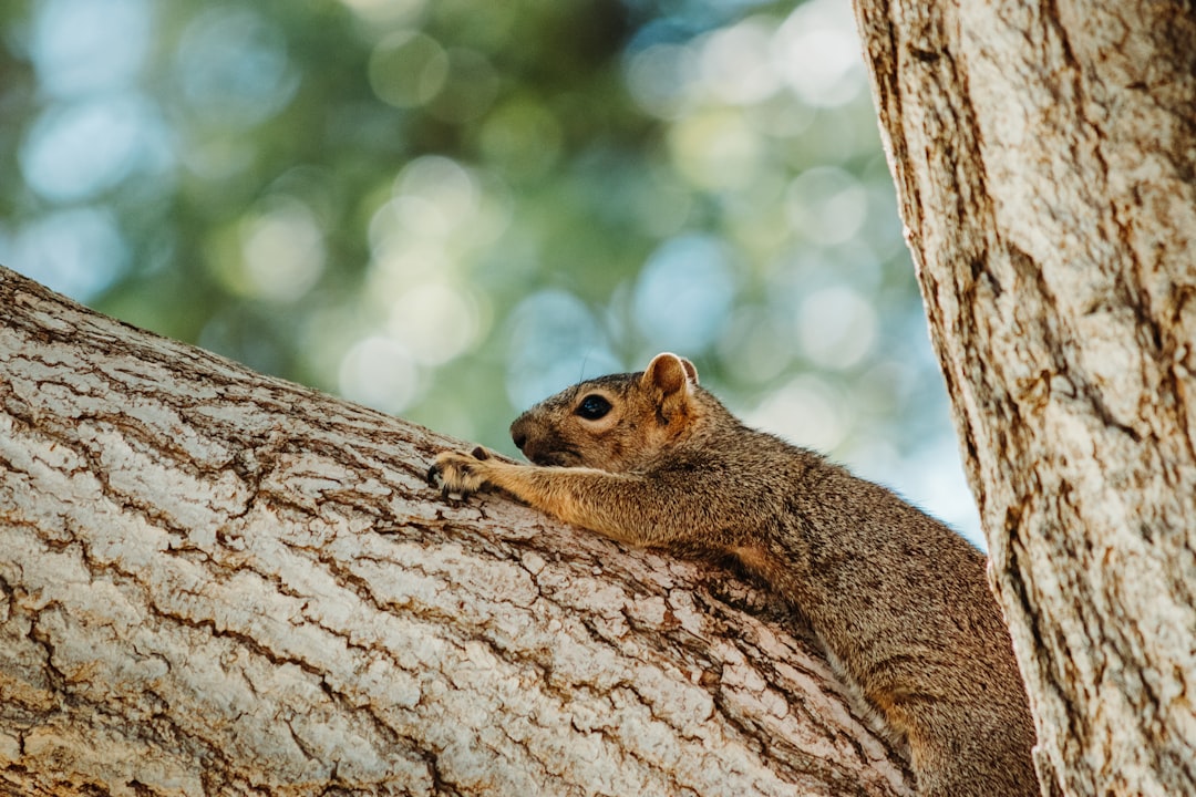 brown squirrel on brown tree trunk during daytime