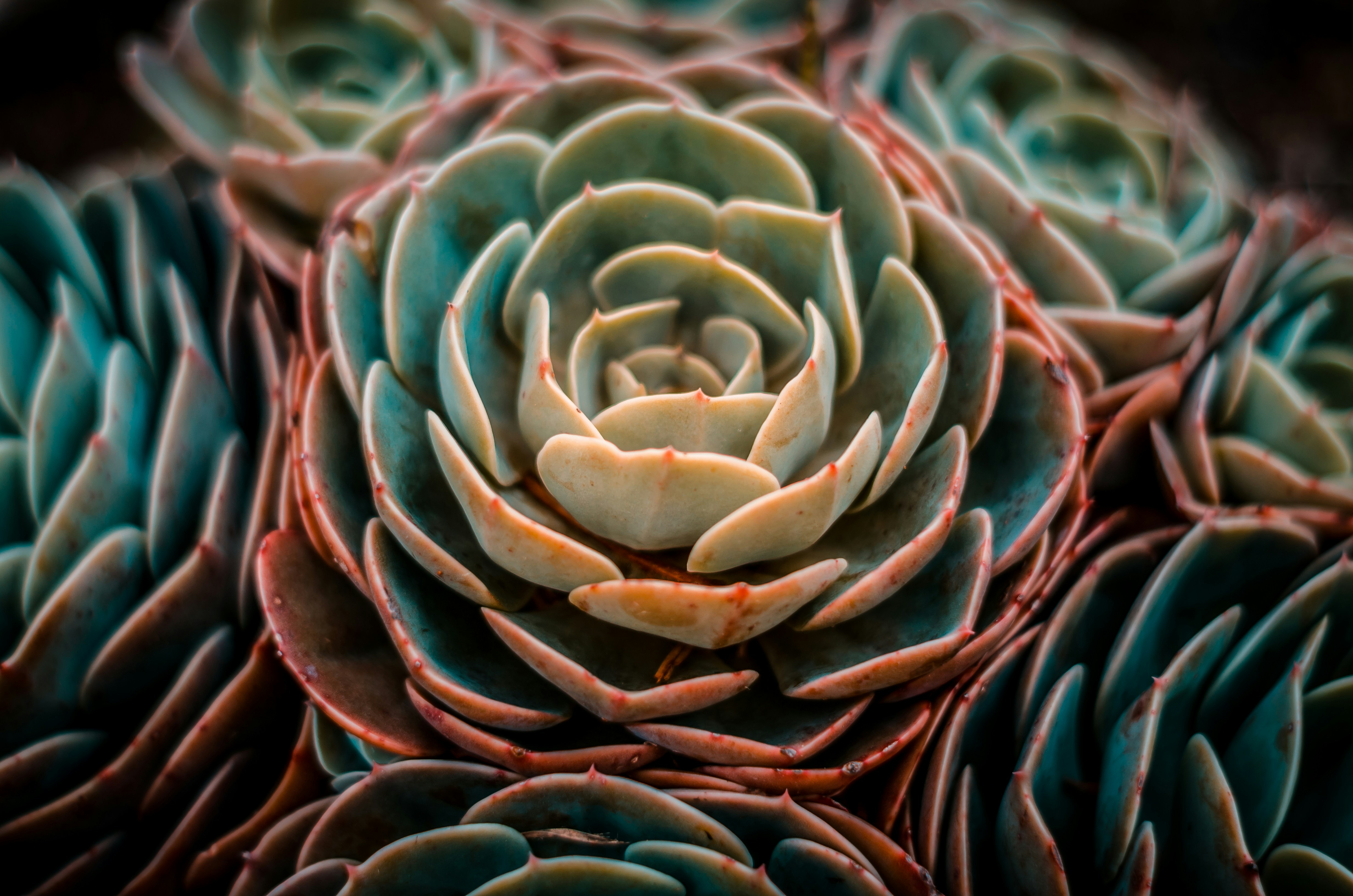 Rare succulent plants - Echeveria with green and pink rosette-shaped leaves