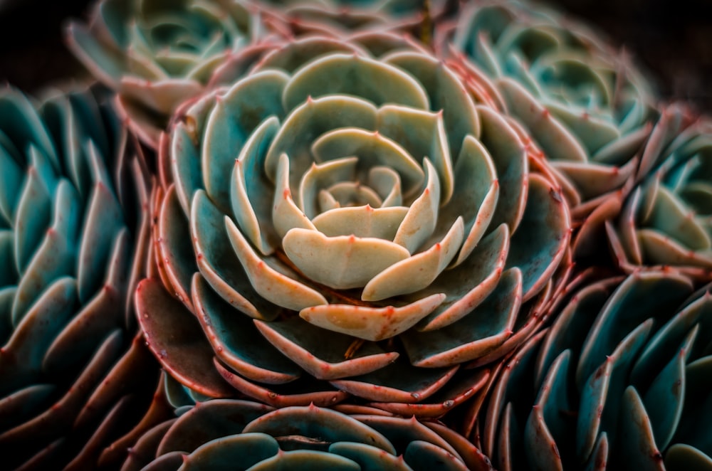 green and brown succulent plant