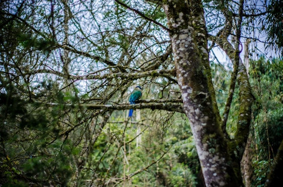 A vibrant image of a Brazilian wildlife animal in its natural habitat.