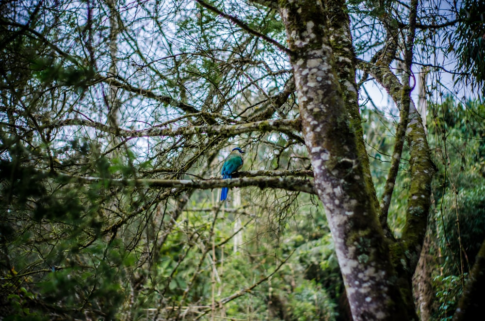blue bird on tree branch during daytime