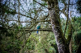 A lush, green forest setting with dense foliage and trees covered in moss. In the center of the image, a vibrant blue parrot is perched on a branch, adding a pop of color to the natural surroundings.