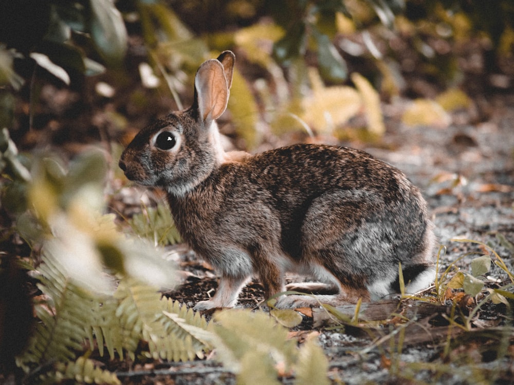 brown rabbit on green grass during daytime