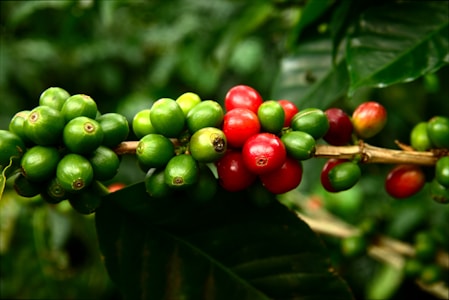 Close-up of a coffee plant branch with clusters of coffee berries. The berries are in various stages of ripeness, ranging from green to red. The background is filled with green leaves and out-of-focus vegetation.