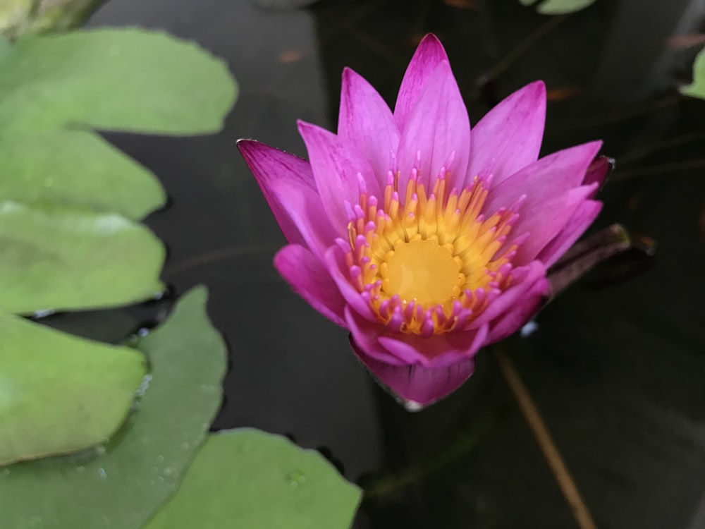 pink lotus flower on water