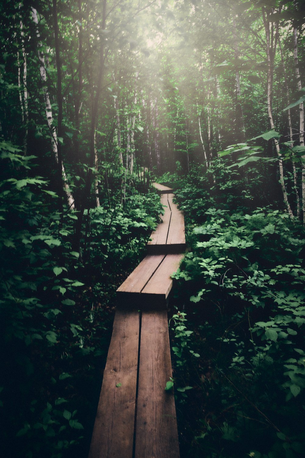 brown wooden dock in the middle of forest