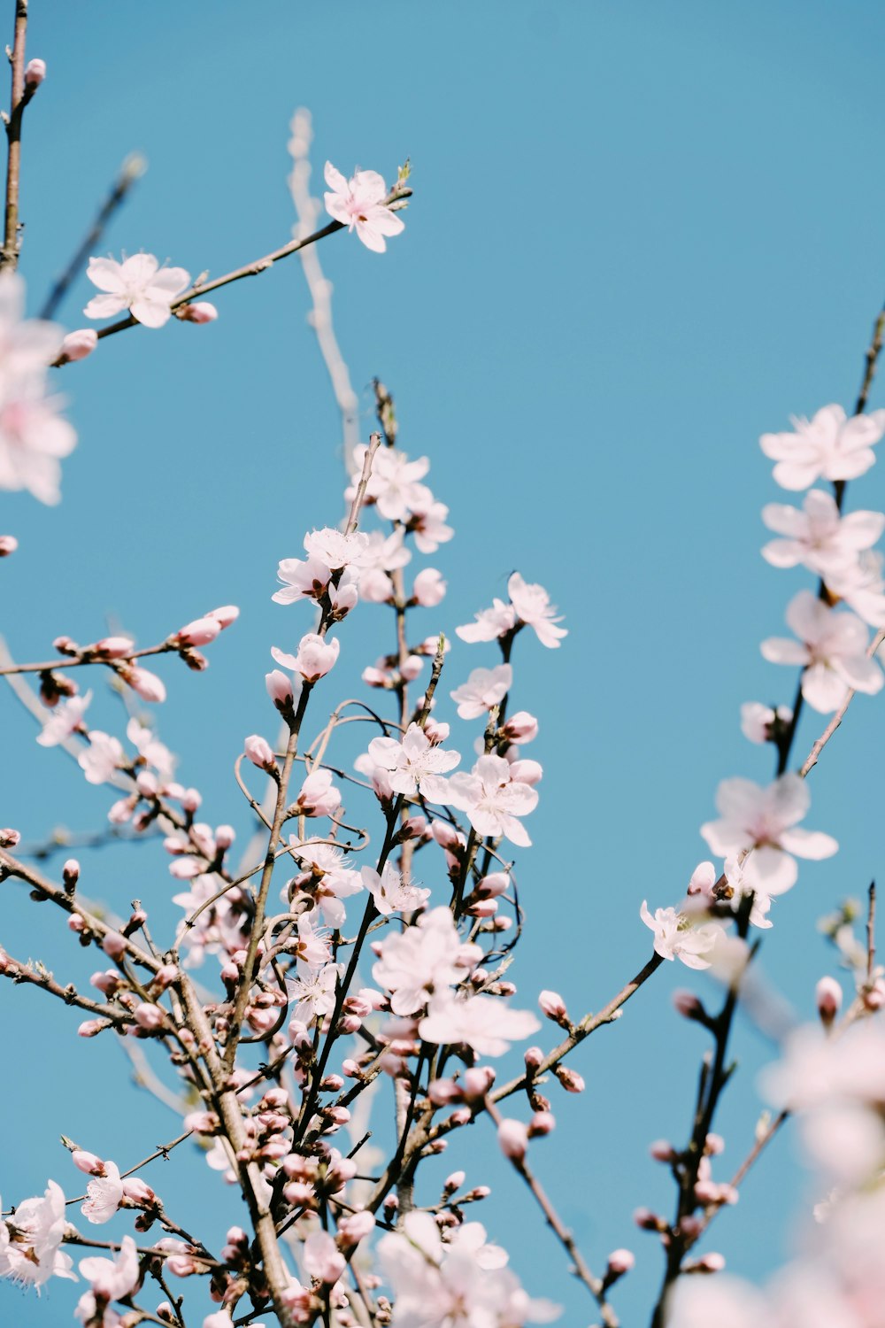 white cherry blossom in bloom during daytime