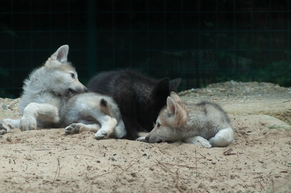 white and black dogs lying on ground during daytime