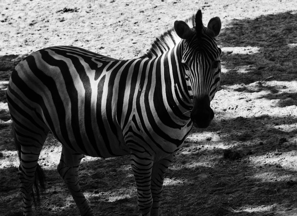 grayscale photo of zebra walking on grass field