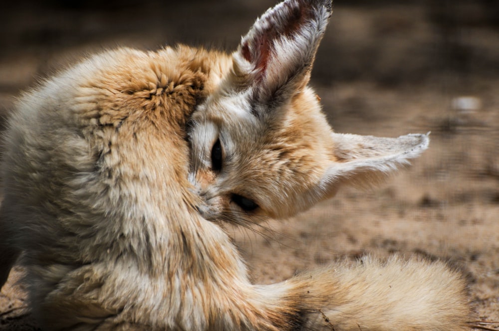 brown and white fox lying on brown sand during daytime