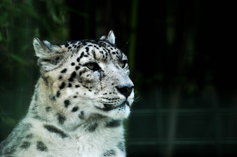 white and black leopard in close up photography