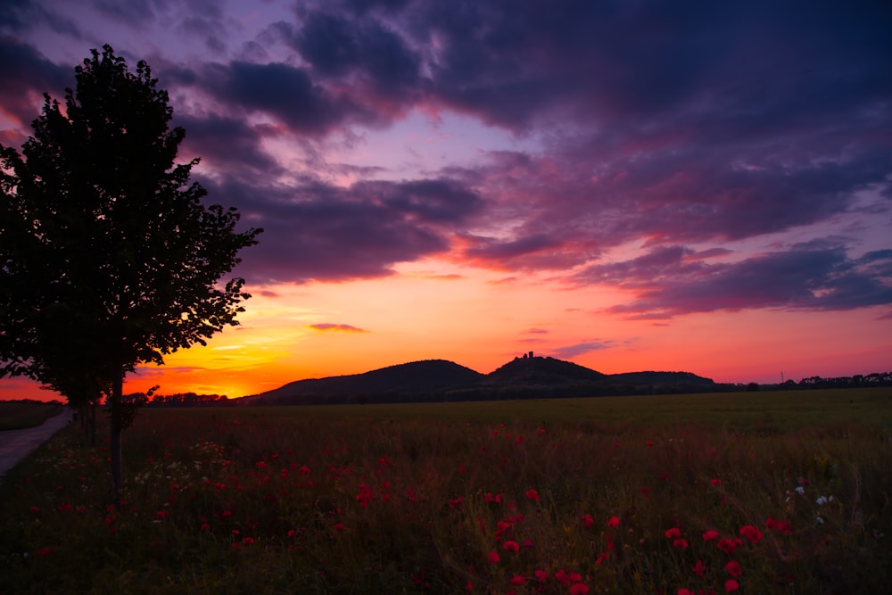 green grass field near mountain during sunset