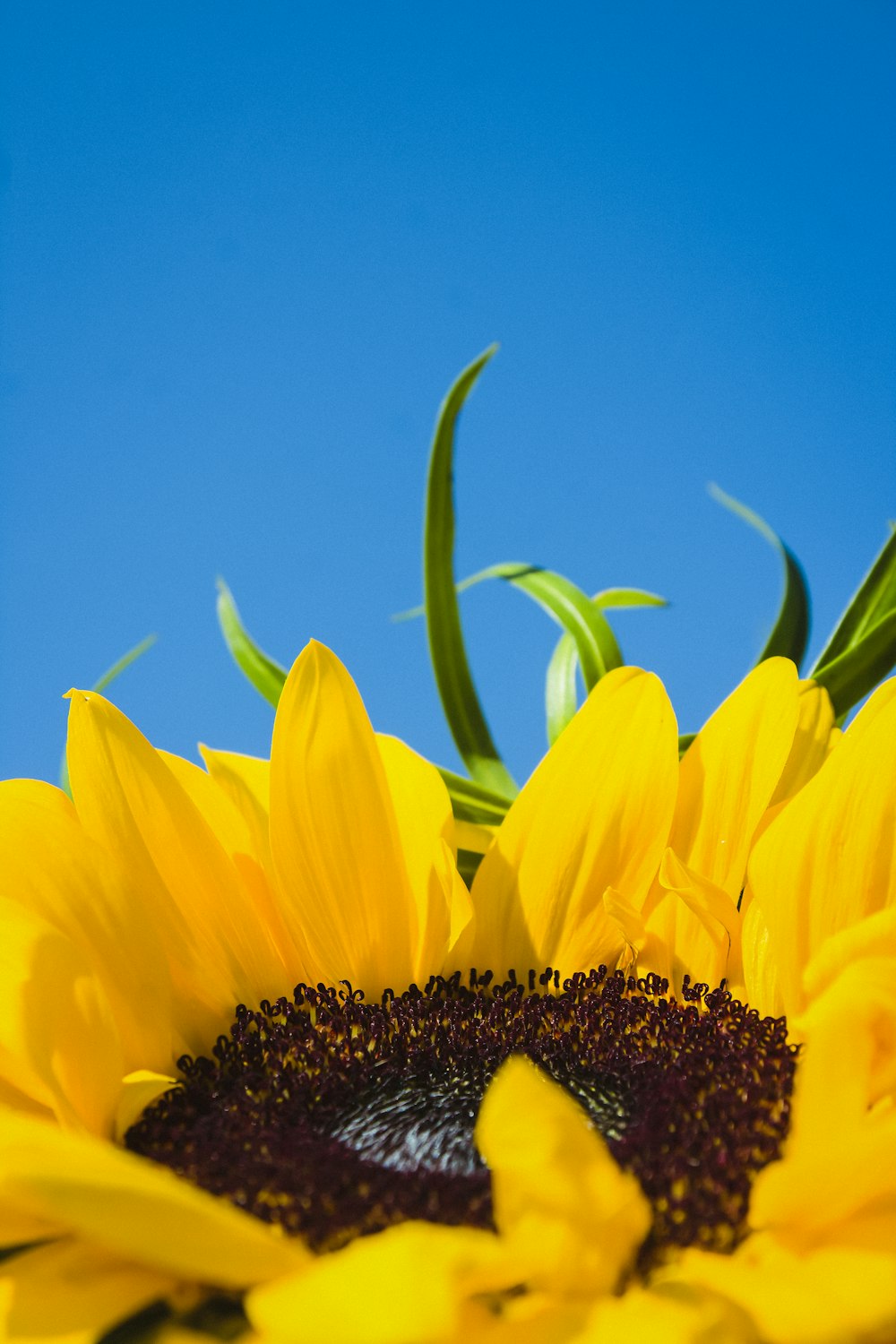 yellow sunflower under blue sky during daytime