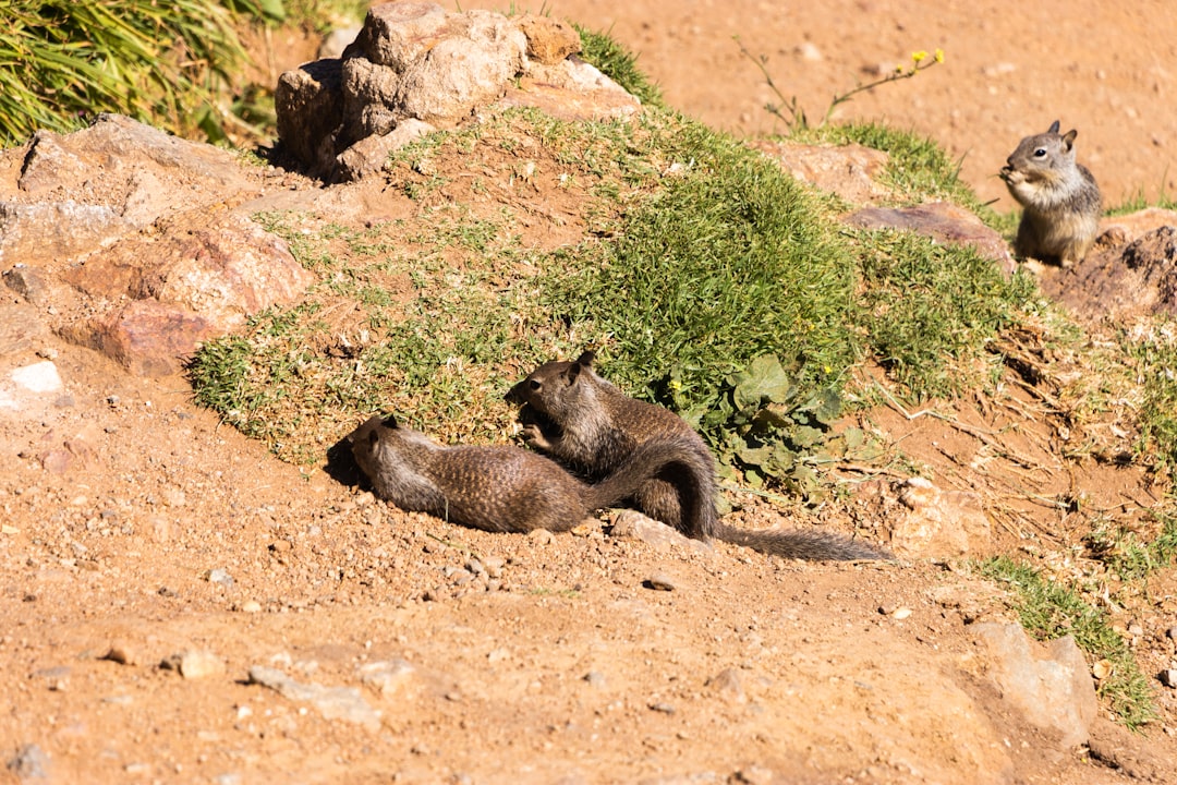 black cat lying on brown soil during daytime